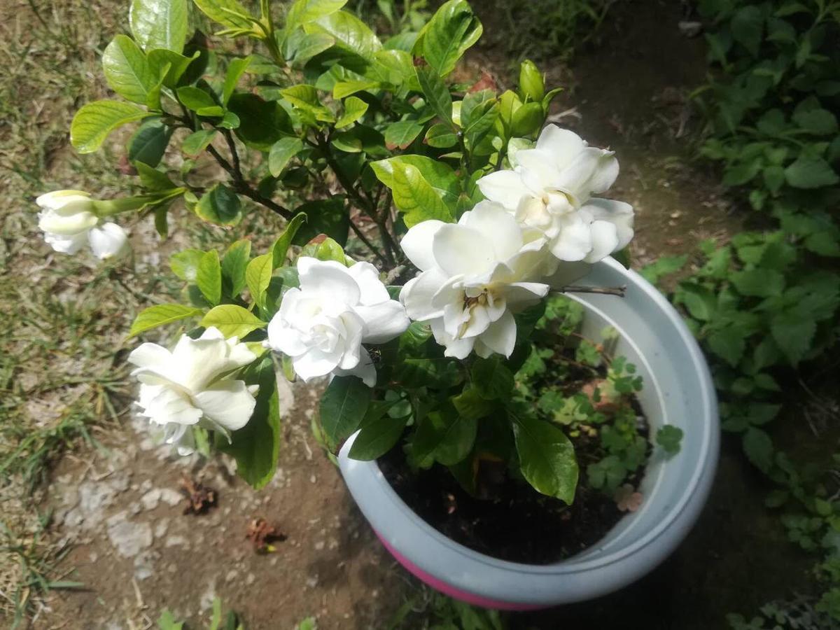 Rose Garden Apartment Kalamata Bagian luar foto